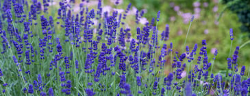 A field of bright purple lavender flowers. 