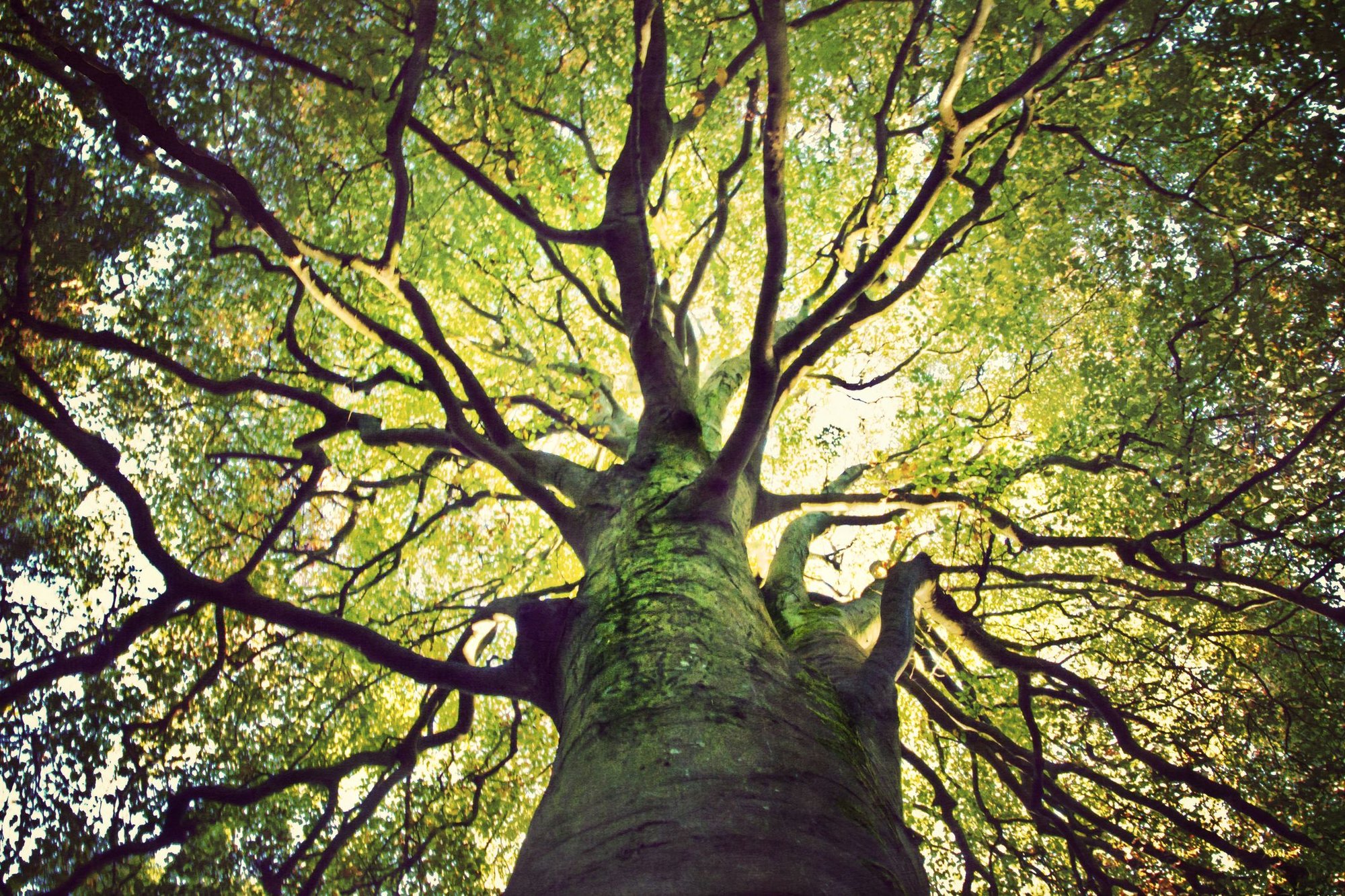 tree-hugging-royalty-free-image-1588082398